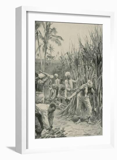 Trinidad Coolies at Work in a Cane-Field-Walter Stanley Paget-Framed Giclee Print