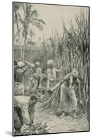 Trinidad Coolies at Work in a Cane-Field-Walter Stanley Paget-Mounted Giclee Print