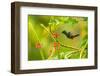 Trinidad. Copper-rumped hummingbird feeding on flowers.-Jaynes Gallery-Framed Photographic Print