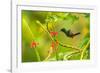 Trinidad. Copper-rumped hummingbird feeding on flowers.-Jaynes Gallery-Framed Photographic Print