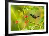 Trinidad. Copper-rumped hummingbird feeding on flowers.-Jaynes Gallery-Framed Photographic Print