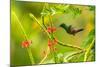 Trinidad. Copper-rumped hummingbird feeding on flowers.-Jaynes Gallery-Mounted Photographic Print