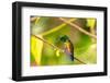 Trinidad. Copper-rumped hummingbird in Yerette refuge.-Jaynes Gallery-Framed Photographic Print