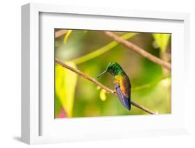 Trinidad. Copper-rumped hummingbird in Yerette refuge.-Jaynes Gallery-Framed Photographic Print
