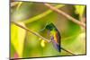 Trinidad. Copper-rumped hummingbird in Yerette refuge.-Jaynes Gallery-Mounted Photographic Print