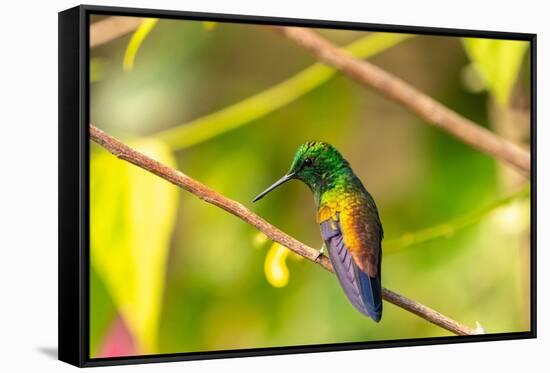 Trinidad. Copper-rumped hummingbird in Yerette refuge.-Jaynes Gallery-Framed Stretched Canvas