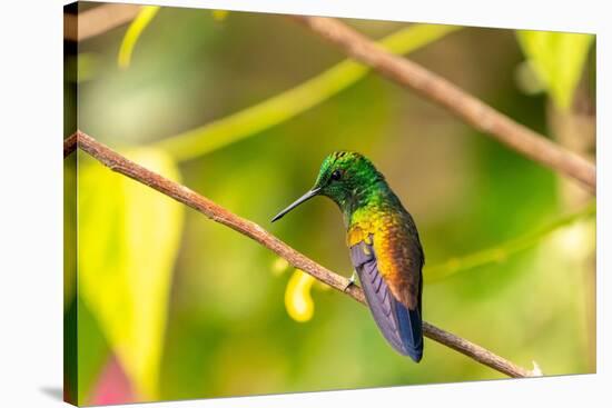 Trinidad. Copper-rumped hummingbird in Yerette refuge.-Jaynes Gallery-Stretched Canvas