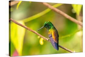 Trinidad. Copper-rumped hummingbird in Yerette refuge.-Jaynes Gallery-Stretched Canvas