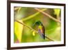 Trinidad. Copper-rumped hummingbird in Yerette refuge.-Jaynes Gallery-Framed Photographic Print