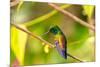 Trinidad. Copper-rumped hummingbird in Yerette refuge.-Jaynes Gallery-Mounted Photographic Print