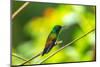 Trinidad. Copper-rumped hummingbird in Yerette refuge.-Jaynes Gallery-Mounted Photographic Print