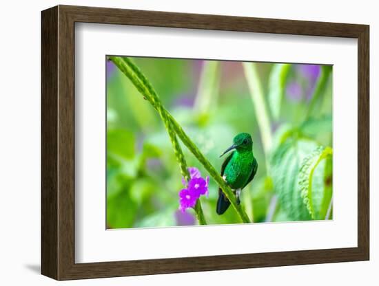 Trinidad. Copper-rumped hummingbird on limb.-Jaynes Gallery-Framed Photographic Print