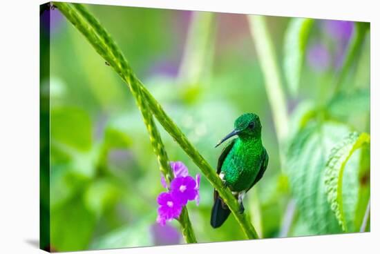 Trinidad. Copper-rumped hummingbird on limb.-Jaynes Gallery-Stretched Canvas