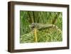 Trinidad. Green iguana in palm tree in Yerette refuge.-Jaynes Gallery-Framed Photographic Print