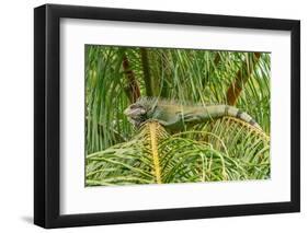 Trinidad. Green iguana in palm tree in Yerette refuge.-Jaynes Gallery-Framed Photographic Print