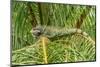 Trinidad. Green iguana in palm tree in Yerette refuge.-Jaynes Gallery-Mounted Photographic Print