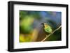 Trinidad. Purple honeycreeper female in Yerette hummingbird refuge.-Jaynes Gallery-Framed Photographic Print