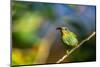 Trinidad. Purple honeycreeper female in Yerette hummingbird refuge.-Jaynes Gallery-Mounted Photographic Print