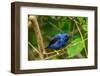 Trinidad. Purple honeycreeper male in Yerette refuge.-Jaynes Gallery-Framed Photographic Print