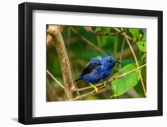 Trinidad. Purple honeycreeper male in Yerette refuge.-Jaynes Gallery-Framed Photographic Print