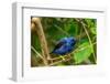 Trinidad. Purple honeycreeper male in Yerette refuge.-Jaynes Gallery-Framed Photographic Print