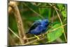 Trinidad. Purple honeycreeper male in Yerette refuge.-Jaynes Gallery-Mounted Photographic Print