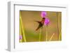 Trinidad. Ruby topaz hummingbird feeding on vervain flowers.-Jaynes Gallery-Framed Photographic Print