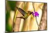 Trinidad. Tufted coquette hummingbird feeding on vervain flower.-Jaynes Gallery-Mounted Photographic Print