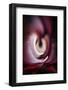 Trinity Collection 112-Philippe Sainte-Laudy-Framed Photographic Print