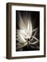 Trinity Collection 133-Philippe Sainte-Laudy-Framed Photographic Print