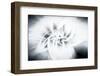 Trinity Collection 42-Philippe Saint-Laudy-Framed Photographic Print