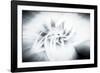 Trinity Collection 42-Philippe Saint-Laudy-Framed Photographic Print