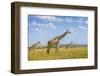 Trio Giraffes-Husain Alfraid-Framed Photographic Print