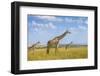 Trio Giraffes-Husain Alfraid-Framed Photographic Print