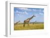 Trio Giraffes-Husain Alfraid-Framed Photographic Print