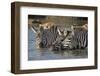Trio of Burchell's Zebras Drinking at Sunrise, Masai Mara, Kenya-Adam Jones-Framed Photographic Print
