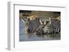 Trio of Burchell's Zebras Drinking at Sunrise, Masai Mara, Kenya-Adam Jones-Framed Photographic Print