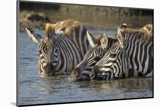 Trio of Burchell's Zebras Drinking at Sunrise, Masai Mara, Kenya-Adam Jones-Mounted Photographic Print