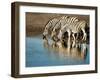 Trio of Common Zebras (Equus Burchelli) at a Water Hole, Etosha National Park, Namibia, Africa-Kim Walker-Framed Photographic Print