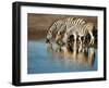 Trio of Common Zebras (Equus Burchelli) at a Water Hole, Etosha National Park, Namibia, Africa-Kim Walker-Framed Photographic Print