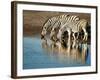 Trio of Common Zebras (Equus Burchelli) at a Water Hole, Etosha National Park, Namibia, Africa-Kim Walker-Framed Photographic Print