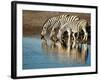 Trio of Common Zebras (Equus Burchelli) at a Water Hole, Etosha National Park, Namibia, Africa-Kim Walker-Framed Photographic Print