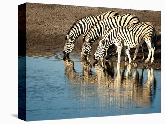 Trio of Common Zebras (Equus Burchelli) at a Water Hole, Etosha National Park, Namibia, Africa-Kim Walker-Stretched Canvas