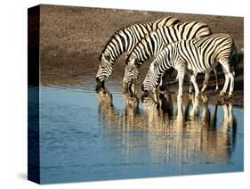 Trio of Common Zebras (Equus Burchelli) at a Water Hole, Etosha National Park, Namibia, Africa-Kim Walker-Stretched Canvas