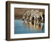 Trio of Common Zebras (Equus Burchelli) at a Water Hole, Etosha National Park, Namibia, Africa-Kim Walker-Framed Photographic Print