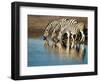 Trio of Common Zebras (Equus Burchelli) at a Water Hole, Etosha National Park, Namibia, Africa-Kim Walker-Framed Photographic Print