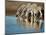 Trio of Common Zebras (Equus Burchelli) at a Water Hole, Etosha National Park, Namibia, Africa-Kim Walker-Mounted Photographic Print