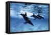 Trio of Dolphins-Amos Nachoum-Framed Stretched Canvas