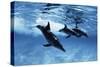 Trio of Dolphins-Amos Nachoum-Stretched Canvas