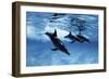 Trio of Dolphins-Amos Nachoum-Framed Photographic Print